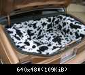 trunk 1 COW PRINT