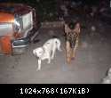My two dogs...